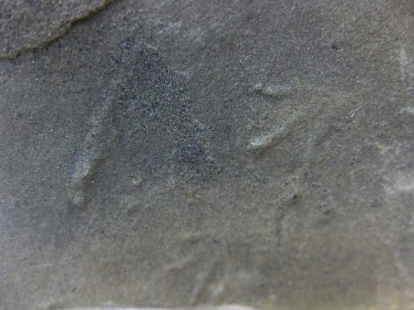 Pseudobradypus Tetrapod Tracks #5 - Image 5