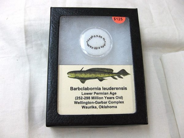 Barbclabornia luederensis Permian Shark Jaw #2