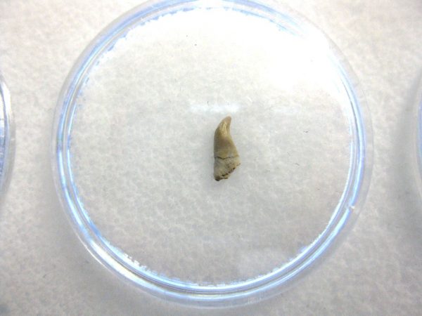 Permian Bolosaurus Reptile Tooth #1