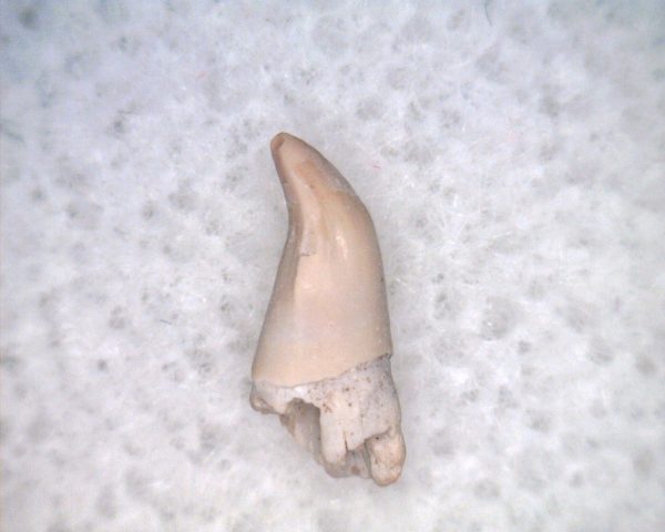 Permian Bolosaurus Reptile Tooth #1 - Image 2