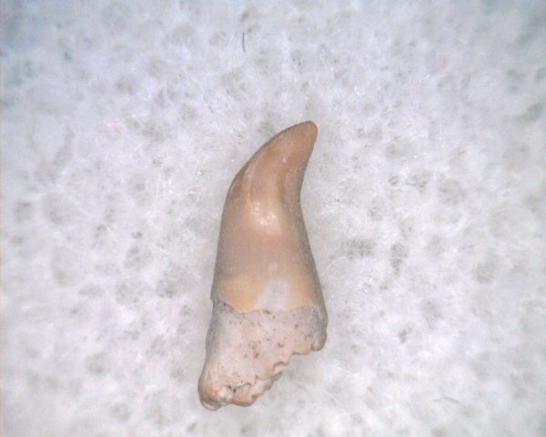 Permian Bolosaurus Reptile Tooth #1 - Image 3