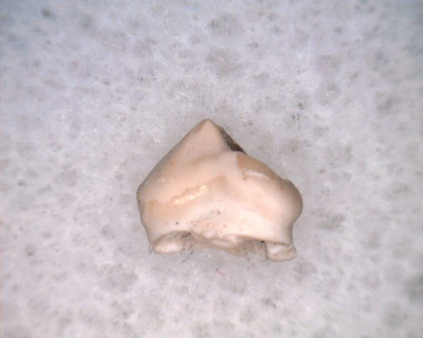 Permian Bolosaurus Reptile Tooth #2 - Image 2