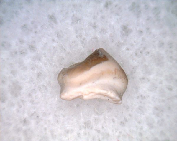 Permian Bolosaurus Reptile Tooth #2 - Image 3