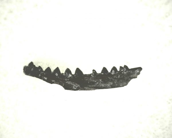 Genuine Permian Age Cardiocephalus Amphibian Jaw Fossil From For Oklahoma For Sale #10a