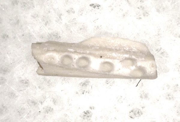 Genuine Permian Age Cardiocephalus Amphibian Jaw Fossil From For Oklahoma For Sale #11c