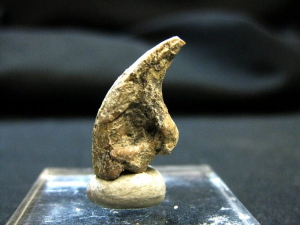 Genuine Permian Casea Synapsid Claw For Sale #2c-1