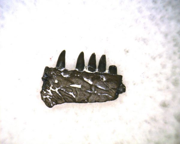 Genuine Permian Age Delorhynchus Parareptile Jaw Fossil From For Oklahoma For Sale #4a