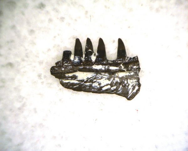 Genuine Permian Age Delorhynchus Parareptile Jaw Fossil From For Oklahoma For Sale #4b