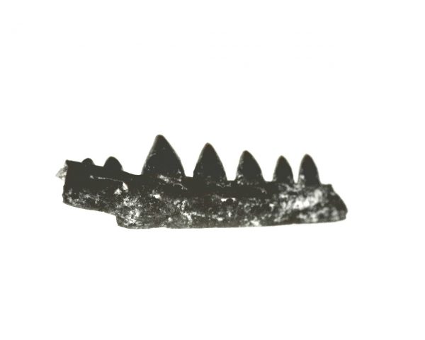 Genuine Permian Age Euryodus Amphibian Jaw Fossil From For Oklahoma For Sale #15a