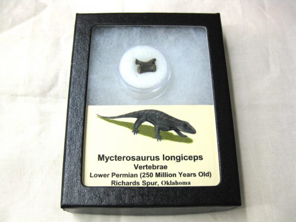 Mycterosaurus longiceps Vertebrae #11