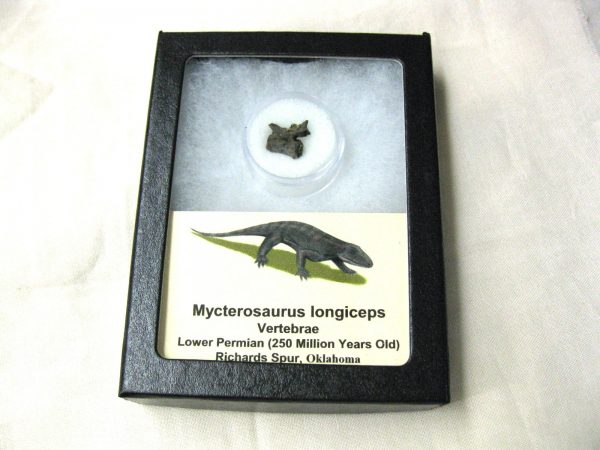 Mycterosaurus longiceps Vertebrae #14