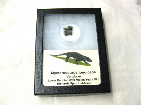 Mycterosaurus longiceps Vertebrae #15