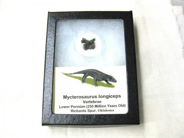 Mycterosaurus longiceps Vertebrae #16