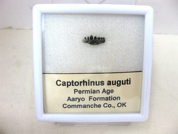 Captorhinus auguti Jaw #4