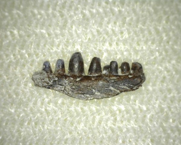 Captorhinus auguti Jaw #4 - Image 2