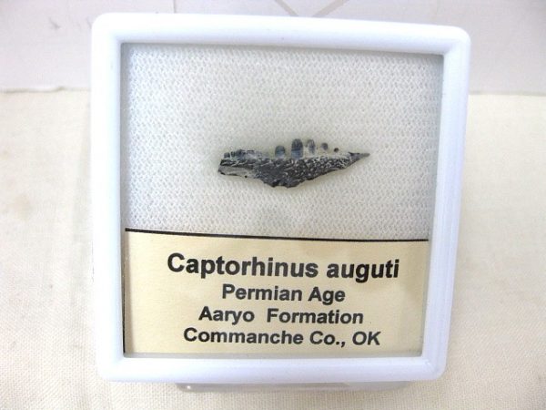 Captorhinus auguti Jaw #6