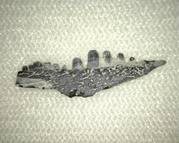 Captorhinus auguti Jaw #6 - Image 2