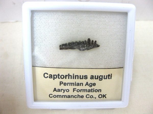 Captorhinus auguti Jaw #7