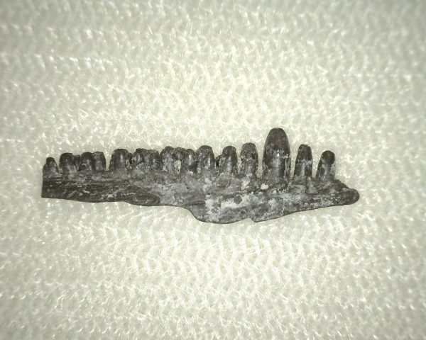 Captorhinus auguti Jaw #7 - Image 2