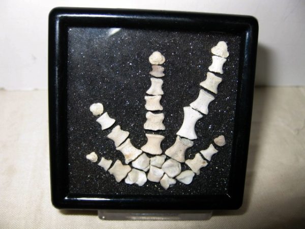 Genuine Permian Age Diadectid Amphibian Foot From Oklahoma For Sale #3