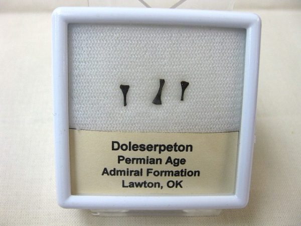 Doleserpeton Permian Amphibian Bone Set #2