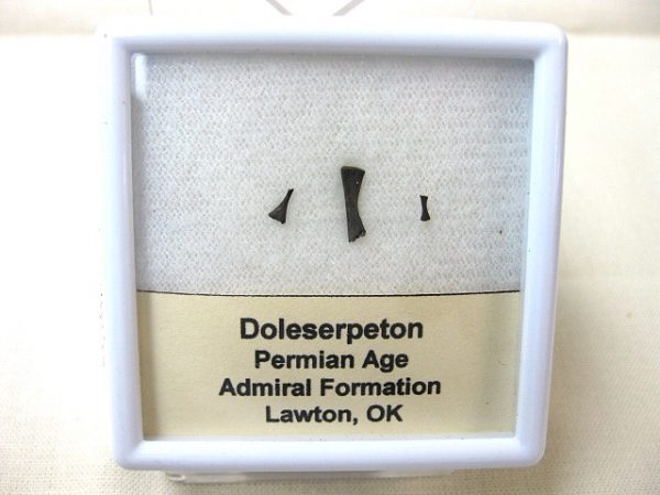 Doleserpeton Permian Amphibian Bone Set #4