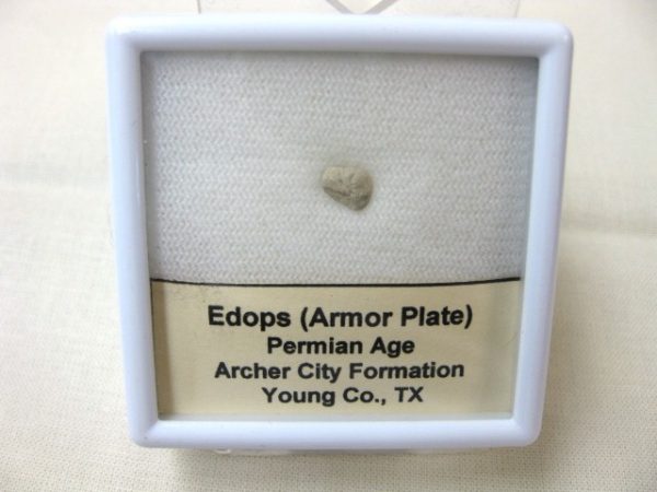 Genuine Fossil Permian Edops Armor Plate from Oklahoma For Sale #1