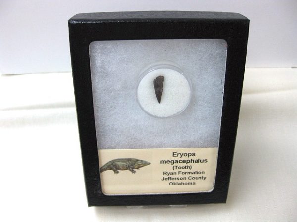 Eryops Permian Amphibian Tooth #10