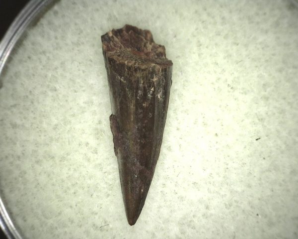 Eryops Permian Amphibian Tooth #10 - Image 2