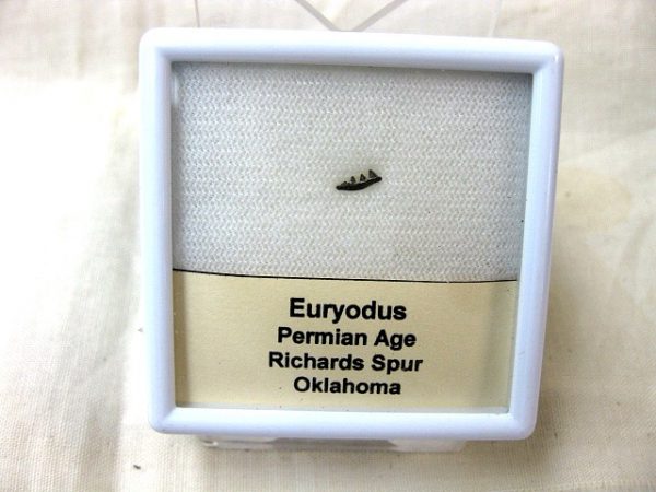 Euryodus Amphibian #1