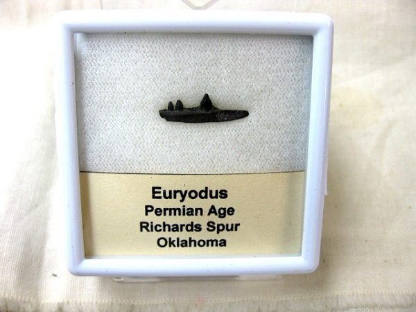 Euryodus Amphibian #3