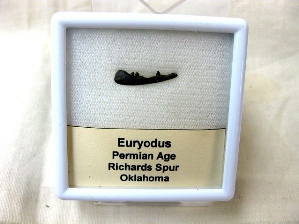 Euryodus Amphibian #4