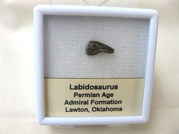 Genuine Permian Age Labidosaurus Reptile Claw from Oklahoma for Sale #1