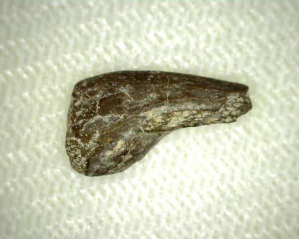 Genuine Permian Age Labidosaurus Reptile Claw from Oklahoma for Sale #1a