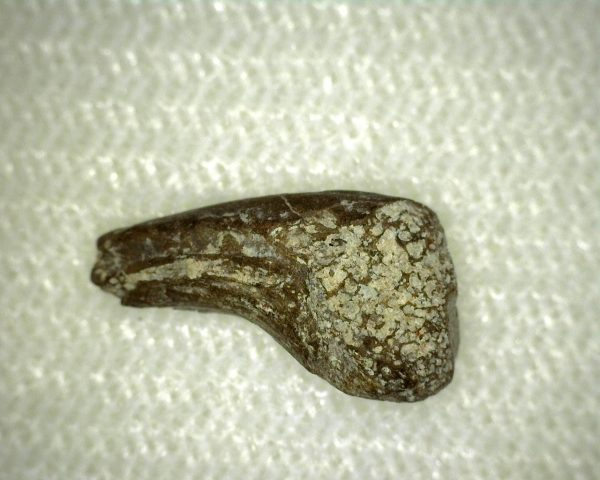 Genuine Permian Age Labidosaurus Reptile Claw from Oklahoma for Sale #1b