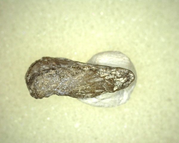 Genuine Permian Age Labidosaurus Reptile Claw from Oklahoma for Sale #1c