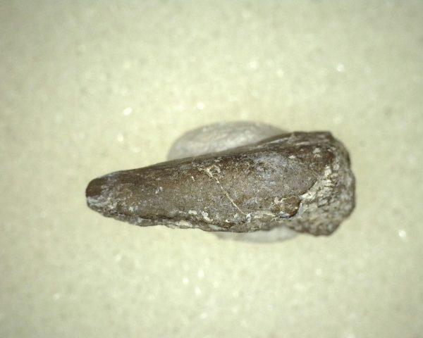 Genuine Permian Age Labidosaurus Reptile Claw from Oklahoma for Sale #1e