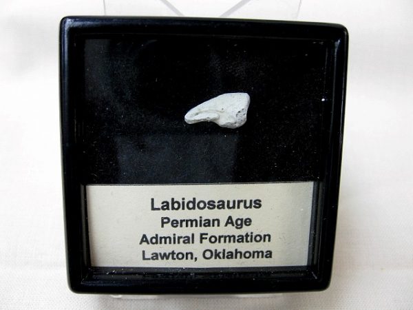 Genuine Permian Age Labidosaurus Reptile Claw from Oklahoma for Sale #2