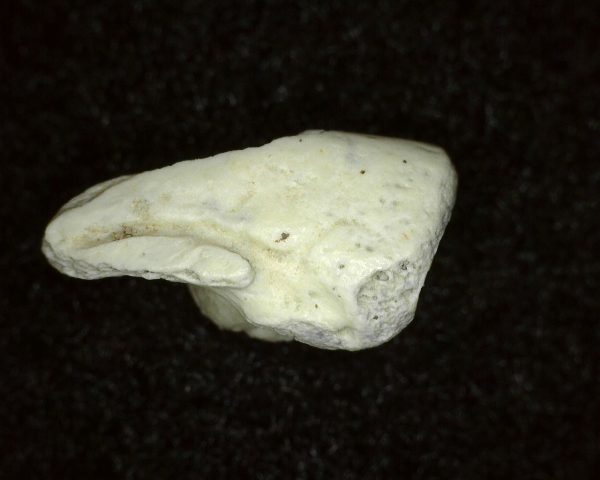 Genuine Permian Age Labidosaurus Reptile Claw from Oklahoma for Sale #2a