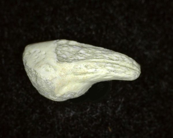 Genuine Permian Age Labidosaurus Reptile Claw from Oklahoma for Sale #2b