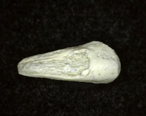 Genuine Permian Age Labidosaurus Reptile Claw from Oklahoma for Sale #2c