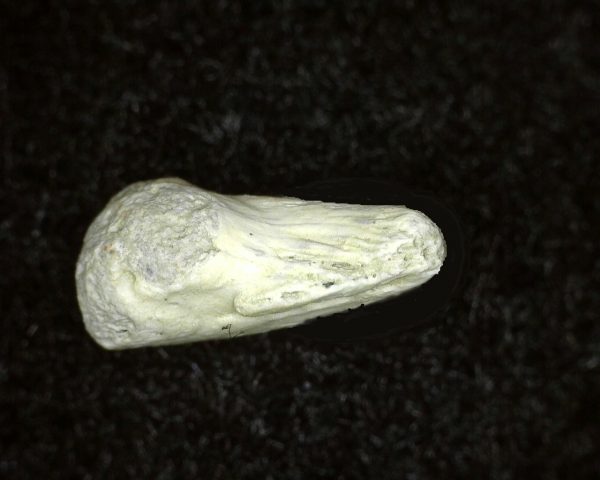 Genuine Permian Age Labidosaurus Reptile Claw from Oklahoma for Sale #2d