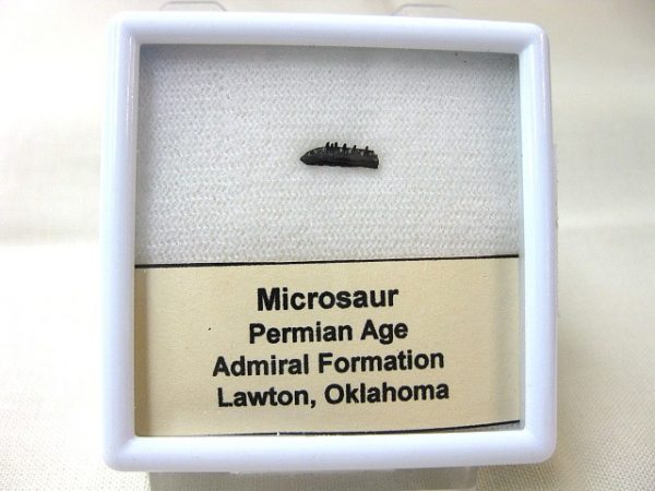 Microsaur Amphibian Jaw #1