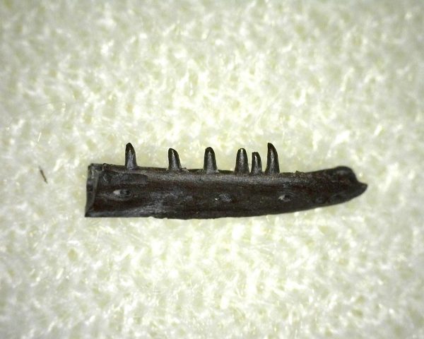 Microsaur Amphibian Jaw #1 - Image 2