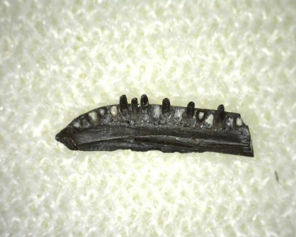 Microsaur Amphibian Jaw #1 - Image 3