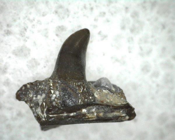 Mycterosaurus longiceps Jaw Section #1 - Image 3