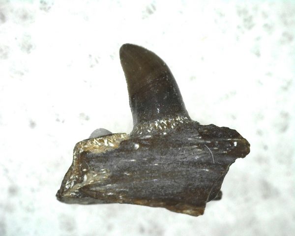 Mycterosaurus longiceps Jaw Section #1 - Image 2