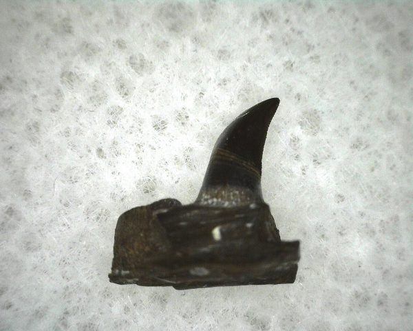 Mycterosaurus longiceps Jaw Section #3 - Image 2