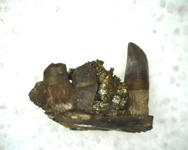 Mycterosaurus longiceps Jaw Section #4 - Image 3