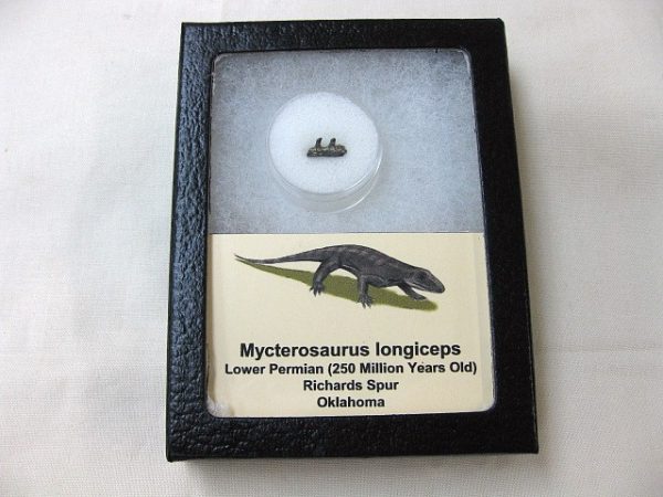 Mycterosaurus longiceps Jaw Section #5